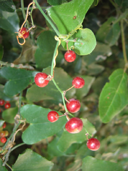 Fruits sphériques, rouges à maturité. Agrandir dans une nouvelle fenêtre (ou onglet)