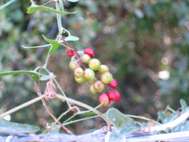 Fruits en forme de petites baies d'abord oblongues et vertes puis sphériques et rouges à maturité. Agrandir dans une nouvelle fenêtre (ou onglet)