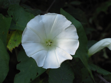 Unique grande fleur blanche (jusque 6 ou 7 cm de diamètre). Agrandir dans une nouvelle fenêtre (ou onglet)