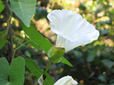 Unique grande fleur blanche (jusque 6 ou 7 cm de diamètre). Agrandir dans une nouvelle fenêtre ou onglet)