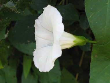 Unique grande fleur blanche (jusque 6 ou 7 cm de diamètre). Agrandir dans une nouvelle fenêtre (ou onglet)