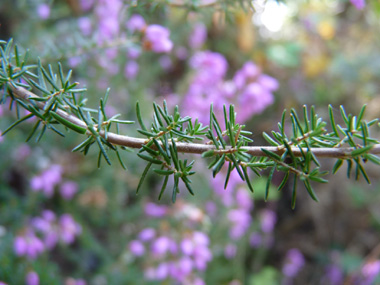 Feuilles longues de 3 à 7 mm, verticillées par 3. Agrandir dans une nouvelle fenêtre (ou onglet)