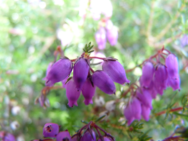 Fleurs roses violacées en forme de clochette et regroupées en grappes. Agrandir dans une nouvelle fenêtre (ou onglet)