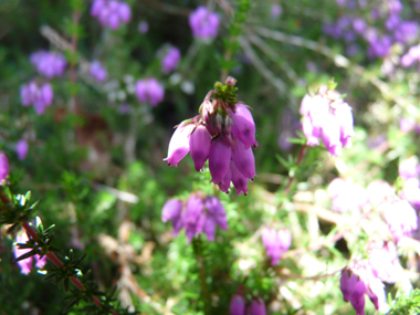 Fleurs roses violacées en forme de clochette et regroupées en grappes. Agrandir dans une nouvelle fenêtre (ou onglet)