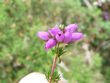 Fleurs roses violacées en forme de clochette et regroupées en grappes. Agrandir dans une nouvelle fenêtre (ou onglet)