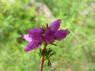 Fleurs roses violacées en forme de clochette et regroupées en grappes. Agrandir dans une nouvelle fenêtre (ou onglet)