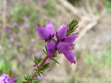 Fleurs roses violacées en forme de clochette et regroupées en grappes. Agrandir dans une nouvelle fenêtre (ou onglet)