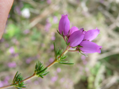 Fleurs roses violacées en forme de clochette et regroupées en grappes. Agrandir dans une nouvelle fenêtre (ou onglet)