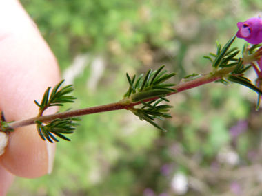 Feuilles longues de 3 à 7 mm, verticillées par 3. Agrandir dans une nouvelle fenêtre (ou onglet)