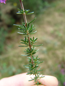 Feuilles longues de 3 à 7 mm, verticillées par 3. Agrandir dans une nouvelle fenêtre (ou onglet)