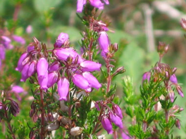 Fleurs roses violacées en forme de clochette et regroupées en grappes. Agrandir dans une nouvelle fenêtre (ou onglet)