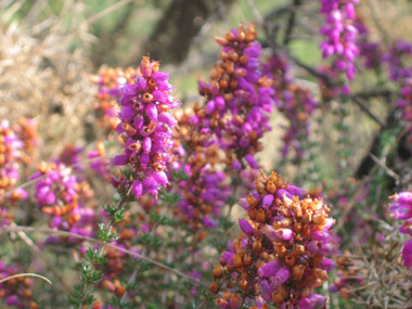 Fleurs roses violacées en forme de clochette et regroupées en grappes. Agrandir dans une nouvelle fenêtre (ou onglet)