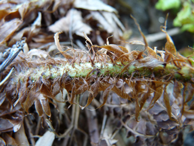 Rachis couvert d'écailles rousses. Agrandir dans une nouvelle fenêtre (ou onglet)