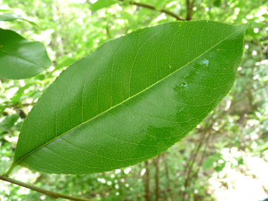 Feuilles alternes et dentées; la face supérieure étant luisante. On notera l'absence de glandes sur le pétiole au contact du limbe. Agrandir dans une nouvelle fenêtre (ou onglet)