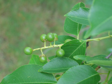 Fruit en forme de petites drupes noires à maturité. Agrandir dans une nouvelle fenêtre (ou onglet)