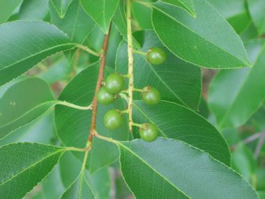 Fruit en forme de petites drupes noires à maturité. Agrandir dans une nouvelle fenêtre (ou onglet)