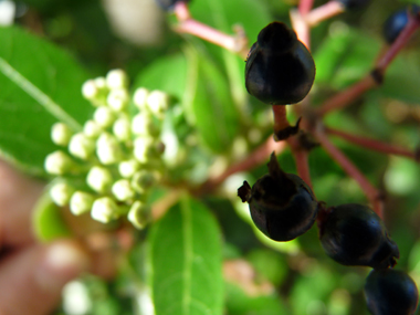 Fleurs et fruits. Agrandir dans une nouvelle fenêtre (ou onglet)