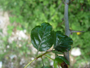 Feuilles en coin à la base et faisant apparaître 3 lobes au sommet ; presque entière tant les lobes sont peu prononcés au sommet. Lla dernière nervure de la feuille s'incurve vers l'avant, contrairement à ce qui se passe sur l'aubépine monogyne. A noter que 2 stipules poussent à la base du pétiole. Agrandir dans une nouvelle fenêtre (ou onglet)