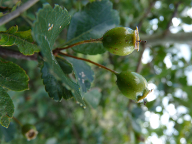 Fruits rouges à maturité comportant la plupart du temps 2 noyaux contre 1 seul pour l'aubépine monogyne. Agrandir dans une nouvelle fenêtre (ou onglet)