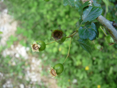 Fruits rouges à maturité comportant la plupart du temps 2 noyaux contre 1 seul pour l'aubépine monogyne. Agrandir dans une nouvelle fenêtre (ou onglet)