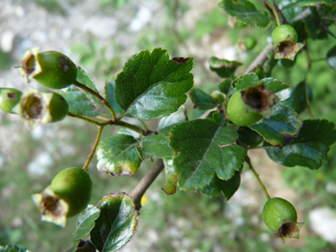 Fruits rouges à maturité comportant la plupart du temps 2 noyaux contre 1 seul pour l'aubépine monogyne. Agrandir dans une nouvelle fenêtre (ou onglet)