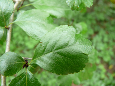 Feuilles en coin à la base et faisant apparaître 3 lobes au sommet ; presque entière tant les lobes sont peu prononcés au sommet. Lla dernière nervure de la feuille s'incurve vers l'avant, contrairement à ce qui se passe sur l'aubépine monogyne. A noter que 2 stipules poussent à la base du pétiole. Agrandir dans une nouvelle fenêtre (ou onglet)