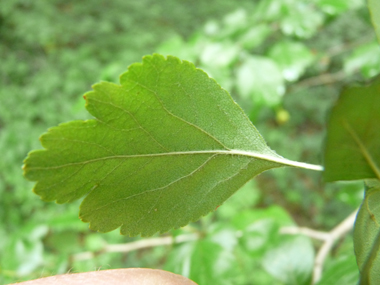 Verso des feuilles. Agrandir dans une nouvelle fenêtre (ou onglet)