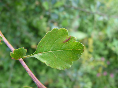 Feuilles en coin à la base et faisant apparaître 3 lobes au sommet ; presque entière tant les lobes sont peu prononcés au sommet. Lla dernière nervure de la feuille s'incurve vers l'avant, contrairement à ce qui se passe sur l'aubépine monogyne. A noter que 2 stipules poussent à la base du pétiole. Agrandir dans une nouvelle fenêtre (ou onglet)