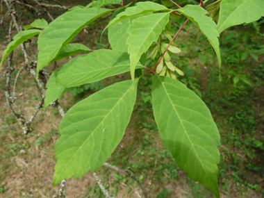 Feuilles trilobées vert foncé ressemblant à celles de la vigne. Agrandir dans une nouvelle fenêtre (ou onglet)