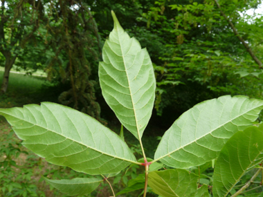 Verso des feuilles présentant des nervures. Agrandir dans une nouvelle fenêtre (ou onglet)