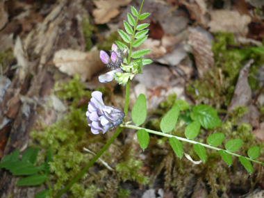 Fleurs violacées formant des grappes disposées à la naissance des feuilles et nettement plus courtes que ces dernières. Agrandir dans une nouvelle fenêtre (ou onglet)