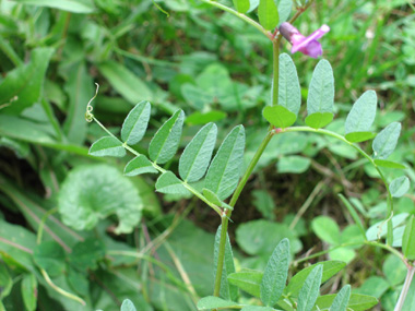 Fleurs violacées formant des grappes disposées à la naissance des feuilles et nettement plus courtes que ces dernières. Agrandir dans une nouvelle fenêtre (ou onglet)