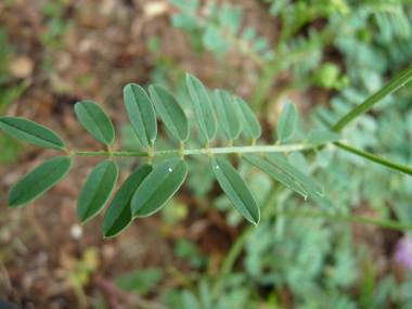 Feuilles composées de 5 à 7 paires de folioles, larges de 1 cm, ovales et mucronées. Agrandir dans une nouvelle fenêtre (ou onglet)