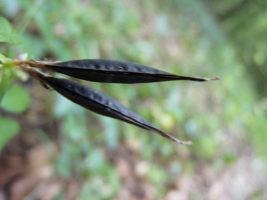 Fruits en forme de gousses glabres, de 2-3 cm de long pour 0,5 cm de large et noires à maturité. Agrandir dans une nouvelle fenêtre (ou onglet)