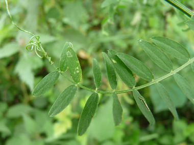 Feuilles composées de 5 à 7 paires de folioles, larges de 1 cm, ovales et mucronées. Agrandir dans une nouvelle fenêtre (ou onglet)