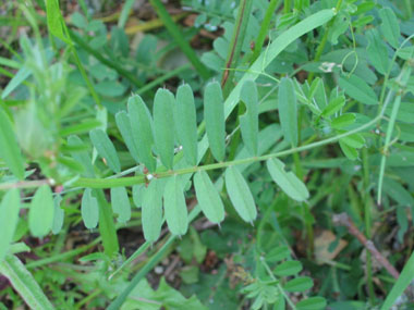 Feuilles composées de 5 à 7 paires de folioles, larges de 1 cm, ovales et mucronées. Agrandir dans une nouvelle fenêtre (ou onglet)