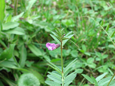 Fleurs violacées formant des grappes disposées à la naissance des feuilles et nettement plus courtes que ces dernières. Agrandir dans une nouvelle fenêtre (ou onglet)