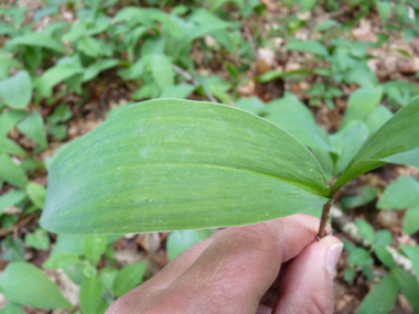 Longues feuilles pétiolées, groupées par 2. Agrandir dans une nouvelle fenêtre (ou onglet)