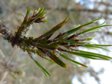 Aiguilles vert foncé, groupées par 2, longues de 5 à 10 cm pour 1 mm de large. Très fines (les plus fines de tous les pins d'Europe), souples et aiguës. Agrandir dans une nouvelle fenêtre (ou onglet)