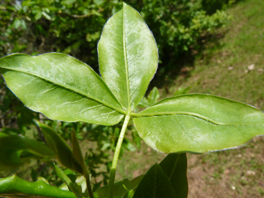 Face inférieure des feuilles. Agrandir dans une nouvelle fenêtre (ou onglet)