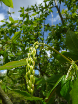 Fruits en forme de gousses de 2-3 cm de long. Agrandir dans une nouvelle fenêtre (ou onglet)