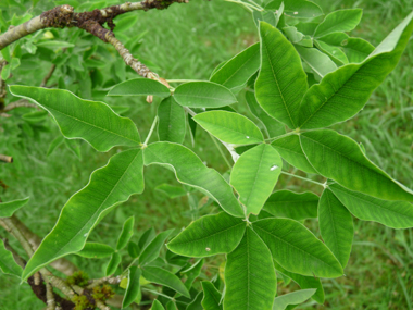 Face supérieure des feuilles. Agrandir dans une nouvelle fenêtre (ou onglet)