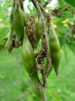 Fruits en forme de gousses de 2-3 cm de long. Agrandir dans une nouvelle fenêtre (ou onglet)