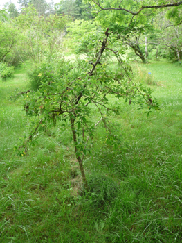 Agrandir dans une nouvelle fenêtre (ou onglet)