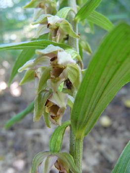 Disposées en grappes, d'assez grandes fleurs vert rougeâtres penchent majoritairement du même côté. Agrandir dans une nouvelle fenêtre (ou onglet)