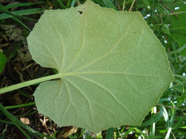 Face inférieure de la feuille vert pâle ou bleutée. Agrandir dans une nouvelle fenêtre (ou onglet)