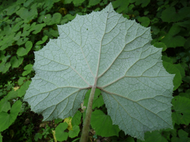 Face inférieure de la feuille vert pâle ou bleutée. Agrandir dans une nouvelle fenêtre (ou onglet)