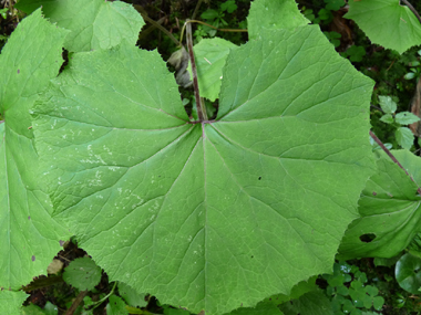 Très grosses feuilles basilaires pubescentes finement dentées d'une cinquantaine de cm de diamètre. La base de son limbe est assez droite tandis que ses lobes peuvent parfois arriver à se chevaucher. Agrandir dans une nouvelle fenêtre (ou onglet)