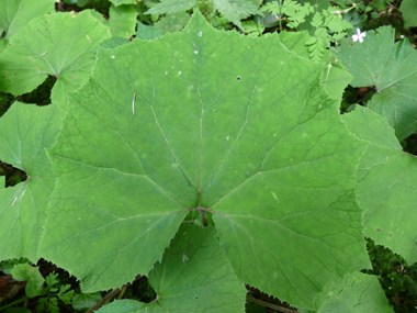 Très grosses feuilles basilaires pubescentes finement dentées d'une cinquantaine de cm de diamètre. La base de son limbe est assez droite tandis que ses lobes peuvent parfois arriver à se chevaucher. Agrandir dans une nouvelle fenêtre (ou onglet)