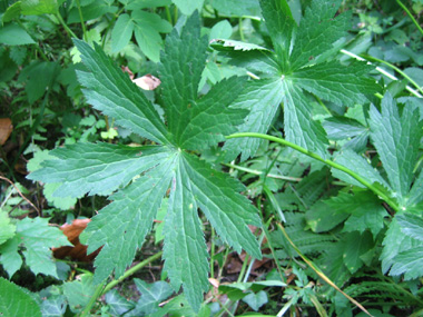 Feuilles palmées et comportant 5 ou 7 segments séparés. Agrandir dans une nouvelle fenêtre (ou onglet)